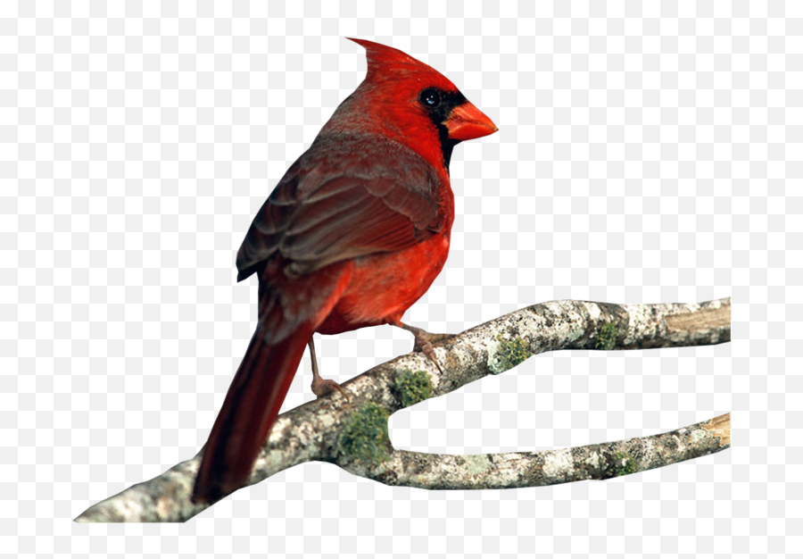 Cardinal - Cardinal Bird Emoji,Cardinal Emoji