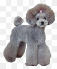 Poodle Cute Sticker - Caniches Miniatura Emoji,Apple Poodle Emoji