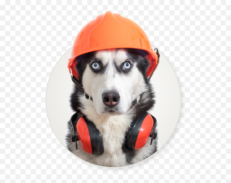 Huskies Contractors Emoji,Husky Stages Of Emotion