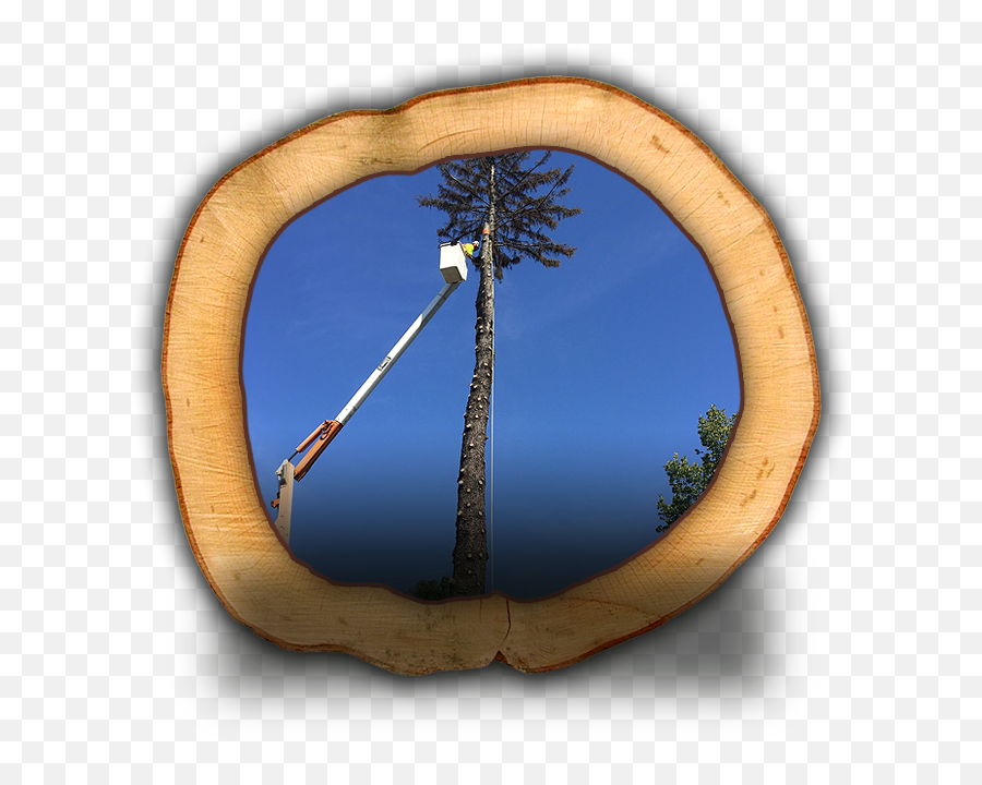 Pine To Palm - Palm Trees Emoji,Decision Tree Appraisal Emotion