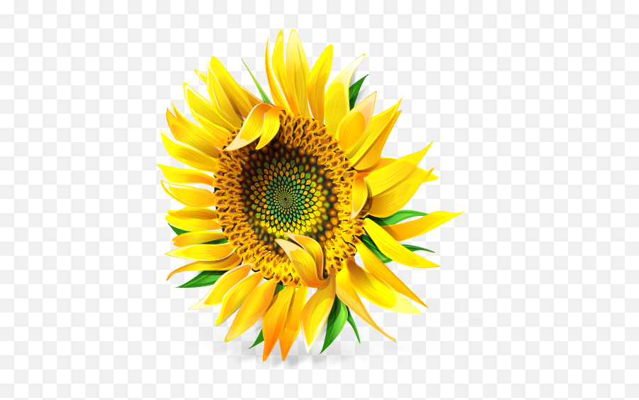 Sunflower Icon - Flower Icons For Windows Emoji,Sun Flower Emoji