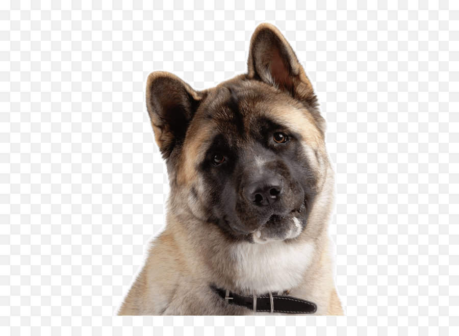 Samoyed Puppies For Sale - American Akita Transparent Background Emoji,Bernese Mountain Dog Emoji