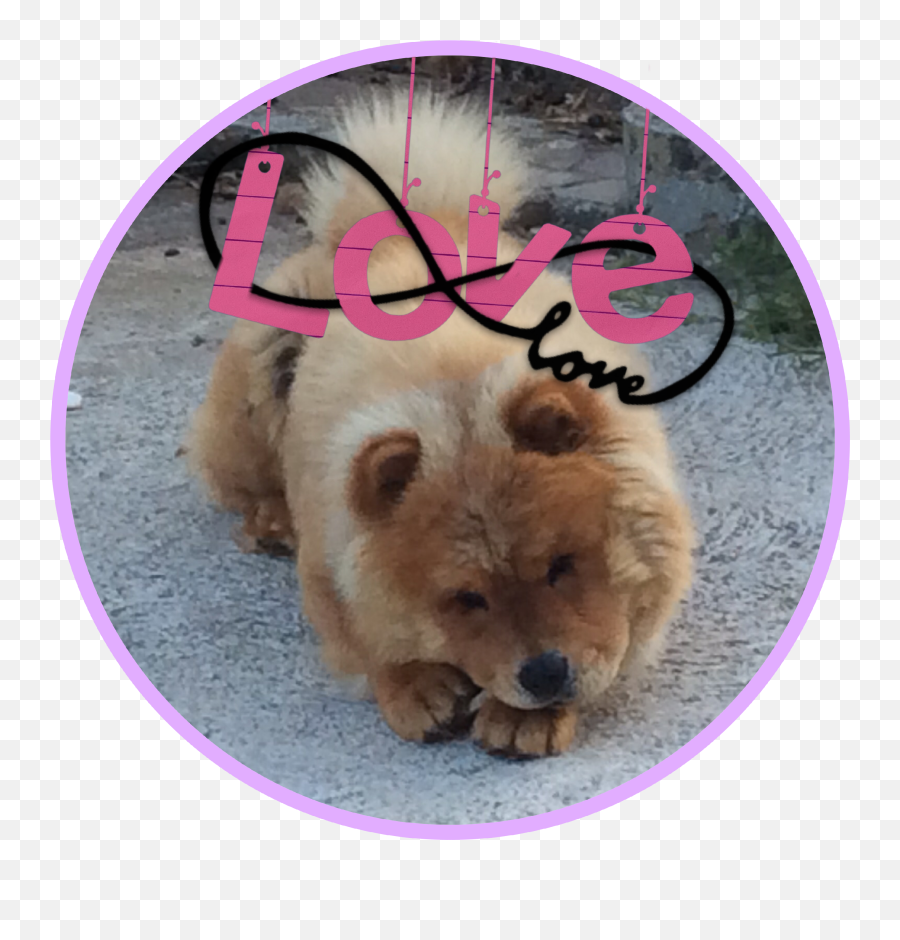 Dog Chowchow Sticker - Chow Chow Emoji,Chow Chow Emoji