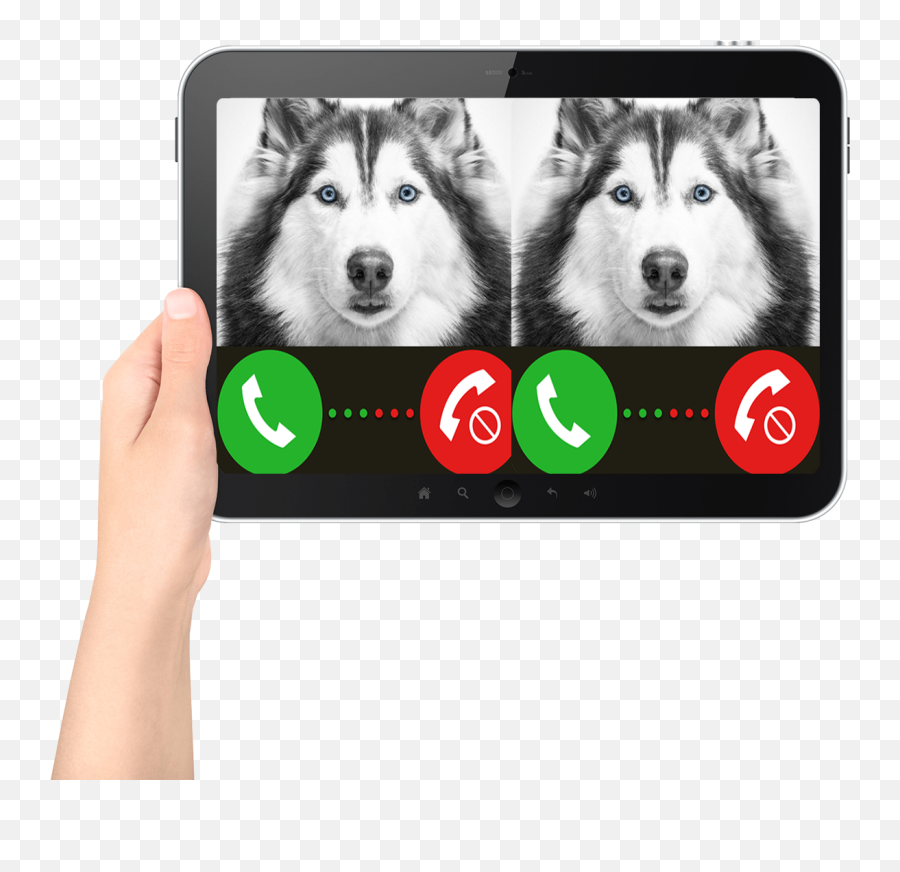 Fake Call Husky Pet Calling Puppy - Smart Device Emoji,Husky Stages Of Emotion