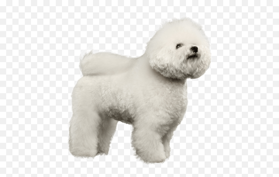 Appearance Of Bichon Frise Bichon Frise Dogs Bichon Frise - Bichon Frise Transparent Emoji,Emojis For Miitomo Pronunciation