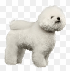 Appearance Of Bichon Frise Bichon Frise Dogs Bichon Frise - Bichon Frise Transparent Emoji,Emojis For Miitomo Pronunciation