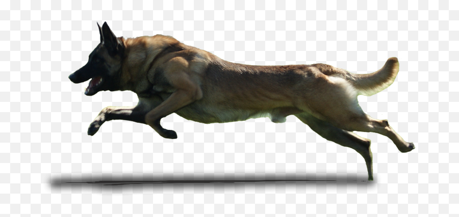 Dog Running Png 3 - Dog Runnig Gif Transparent Emoji,Gsd German Shepard Emojis