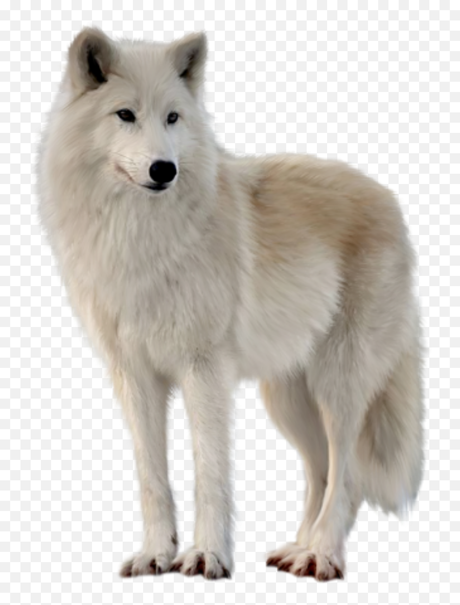 The Most Edited Wolves Picsart - White Wolf Png Emoji,Arctic Fox Laughing Emoji