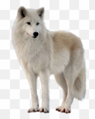 The Most Edited Wolves Picsart - White Wolf Png Emoji,Arctic Fox Laughing Emoji
