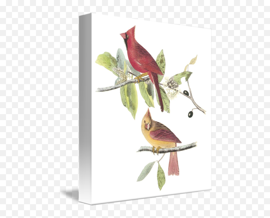 Northern Cardinal Audubon Print By Artloversonline - Audubon Northern Cardinal Painting Emoji,Cardinal Bird Facebook Emoticon