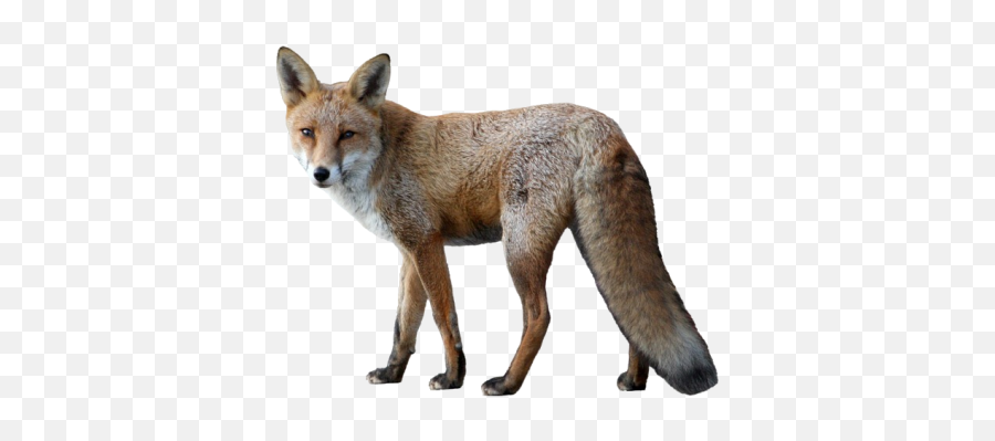 Png Images Fox - Transparent Background Fox Png Emoji,Fox Animal Emotions