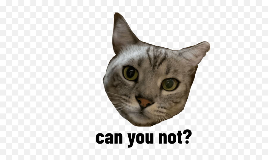 Meowmeowthepolcat Emoji,Tabby Emojis Transparent