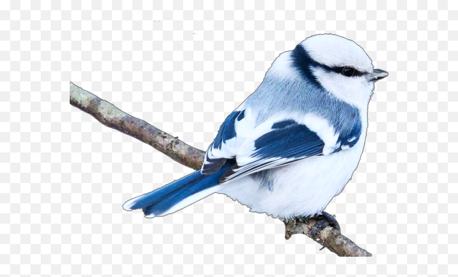 Bird Birds Bluebird Birdblue Sticker By Rosana - Twig Emoji,Blue Bird Emoji