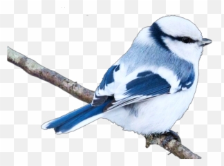 Bird Birds Bluebird Birdblue Sticker By Rosana - Twig Emoji,Blue Bird Emoji