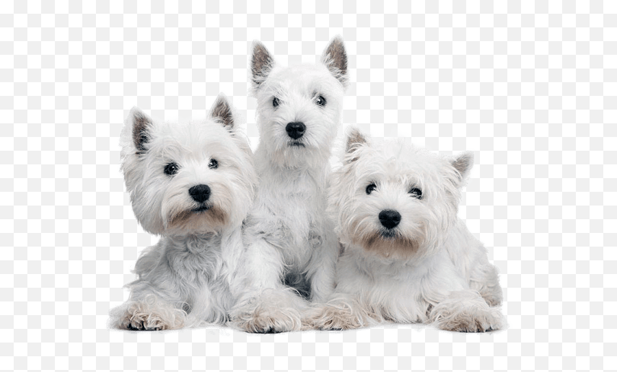 West Highland Terrier Png U0026 Free West Highland Terrierpng - Westies Png Emoji,Scottie Dog Emoji
