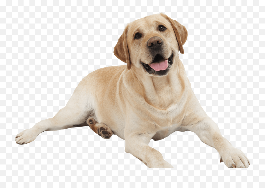 Dog Png Free Dog Png Transparent Images 2850 Pngio Dubai - Dog Png Emoji,Dog Wagging Emoji