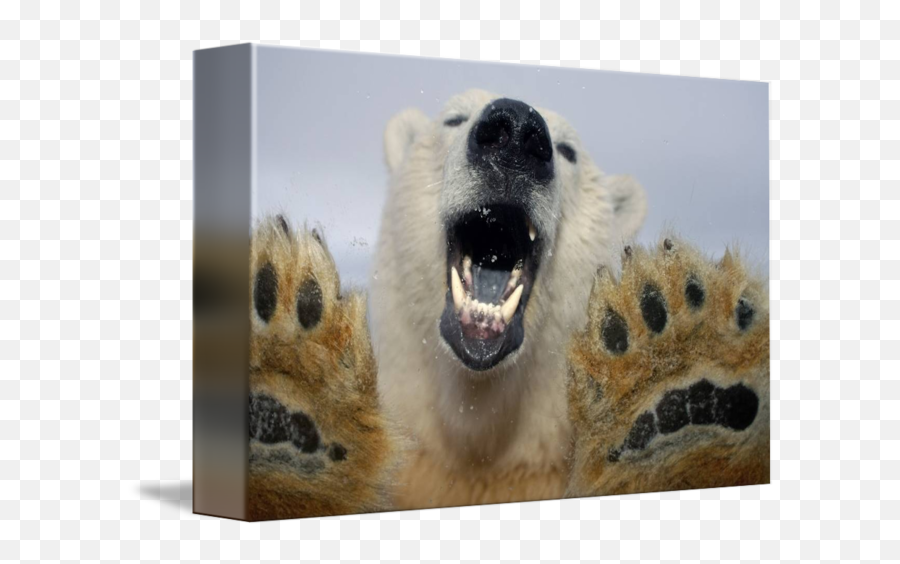 Polar Bear Curiously Looks In Truck - Polar Bear Emoji,Ice Bear Showing Emotion