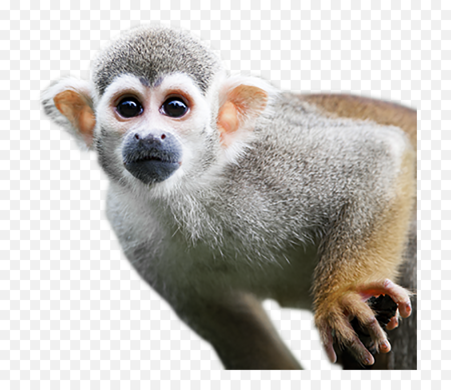 Building A Strong Relationship With Clients Starting At Web - Squirrel Monkey Transparent Background Emoji,Do Chimps Have Emotions Do Chimps Create And Use Tools