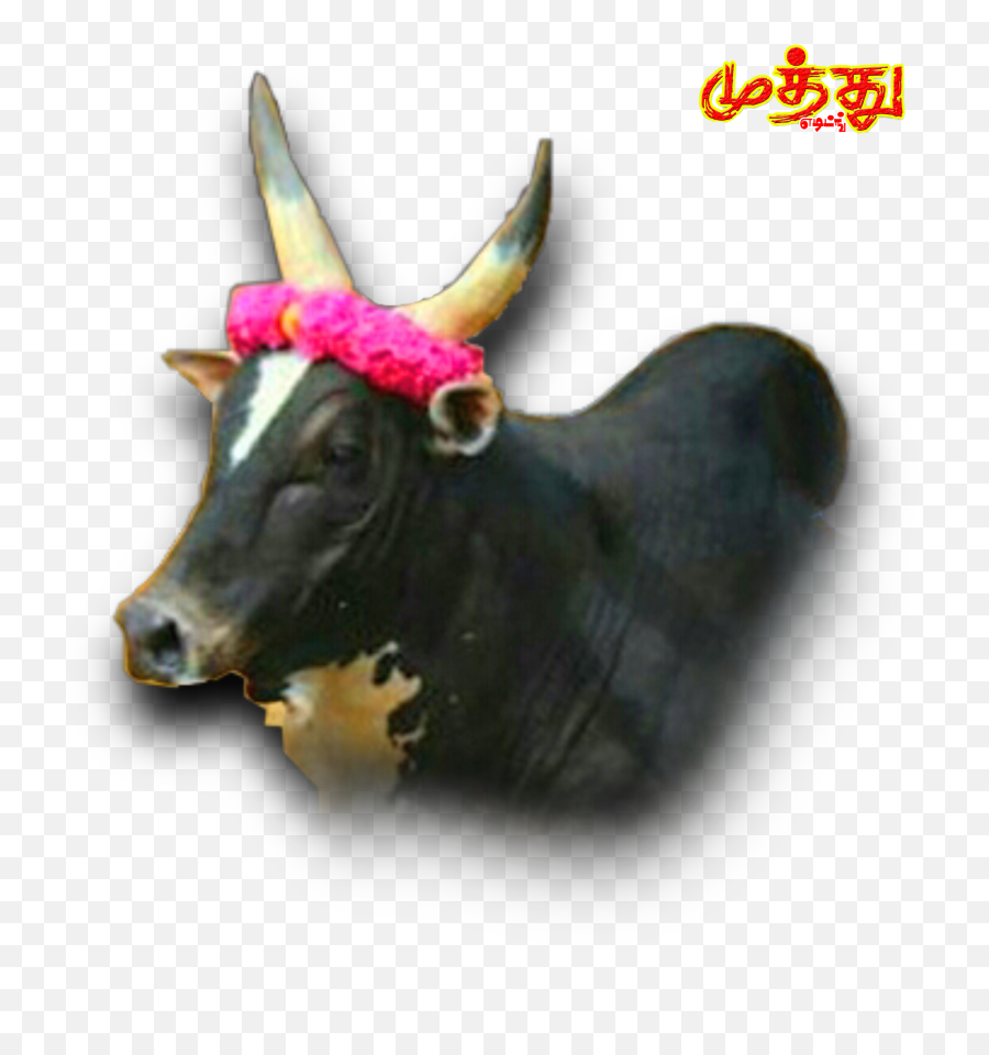 Jallikattukattappakalaibull Sticker By Sandy - Kalai Jallikattu Png Emoji,Bull Emoji