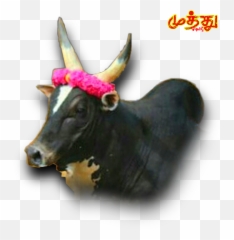 Jallikattukattappakalaibull Sticker By Sandy - Kalai Jallikattu Png Emoji,Bull Emoji