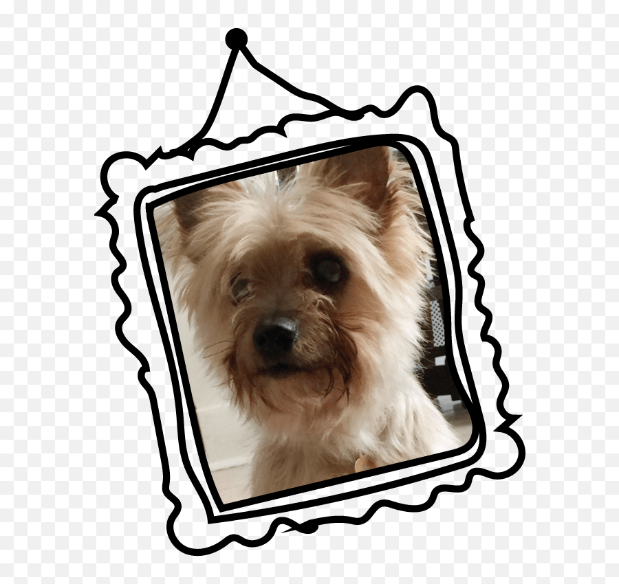 Lick You Silly Premium Pet Products - Vulnerable Native Breeds Emoji,Yorkie Emojis