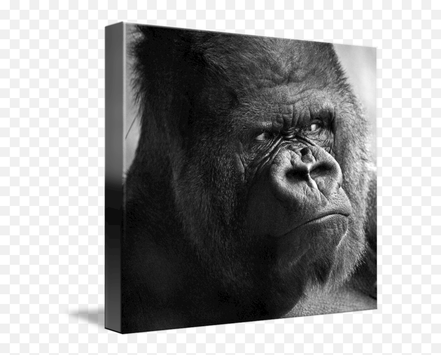 Papa Silver Back Gorilla By Rob German - Picture Frame Emoji,Emojis Dancing Monkey