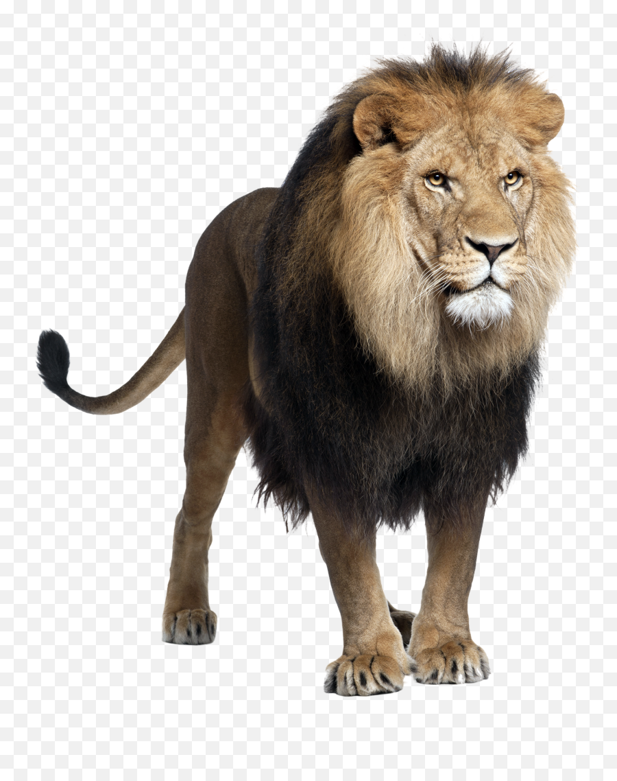 Popular And Trending Lion Stickers - Lion White Background Emoji,Lion Of Judah Emoji