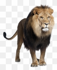 Popular And Trending Lion Stickers - Lion White Background Emoji,Lion Of Judah Emoji