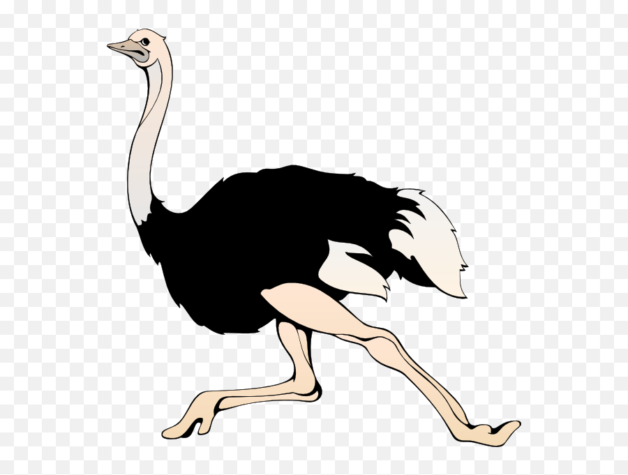 594x600 - Ostrich Clipart Emoji,Ostrich Emoji