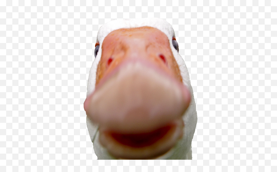 Crasher Duck Know Your Meme Emoji,Crazy Duck Emoticon