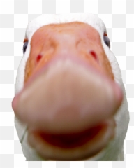 Crasher Duck Know Your Meme Emoji,Crazy Duck Emoticon