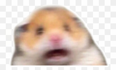 Funny Meme Memes Hamster Scared - Scared Hamster Meme Transparent Emoji,Hamster Emoji