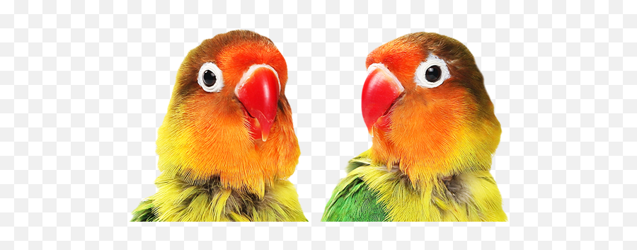 New Product Showcase Superzoo - Parrots Emoji,How Birds Show Emotions