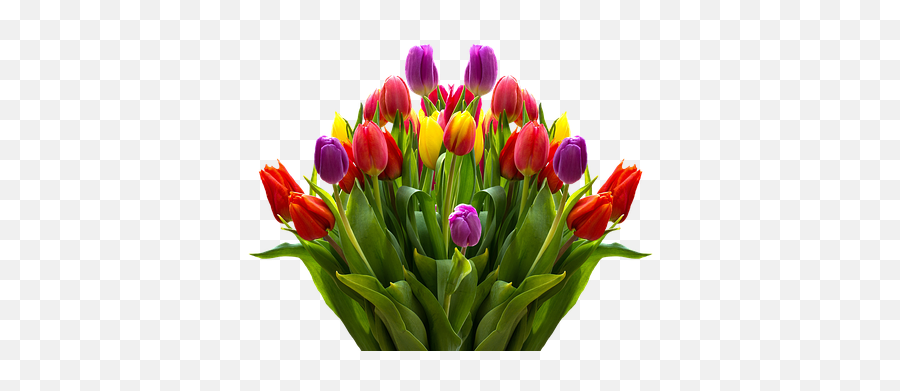 4000 Free Garden U0026 Flowers Illustrations - Pixabay Tulip Free Png Emoji,Apple Tulip Emoticon