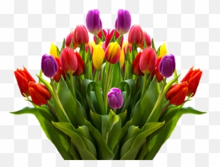 4000 Free Garden U0026 Flowers Illustrations - Pixabay Tulip Free Png Emoji,Apple Tulip Emoticon