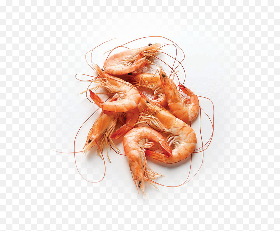 Shrimp Hd Png Transparent Shrimp Hd - Shrimp Png Shrimps Png Emoji,Shrimp Emoji