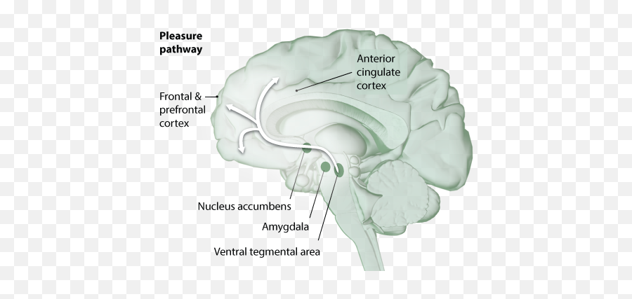 The Neuroscience Of - Language Emoji,Shiutting Off Neural Activity Relating To Emotion