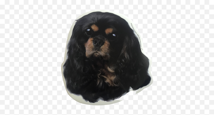 Black Tan Cavalier King Charles Spaniel - Cavalier King Charles Spaniel Emoji,Cavalier King Charles Spaniel Sticker Emoji