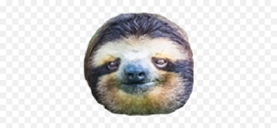 Serioussloth Telegram Stickers - Pygmy Sloth Emoji,Facebook Emojis Sloth
