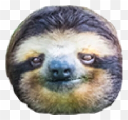 Serioussloth Telegram Stickers - Pygmy Sloth Emoji,Facebook Emojis Sloth