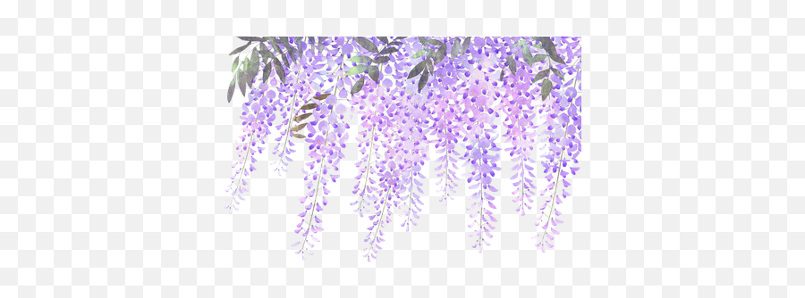 Download Wisteria Flower Purple Lavender Painted Flowers - Transparent Wisteria Flowers Png Emoji,Facebook's Lavendar Flower As An Emoticon...