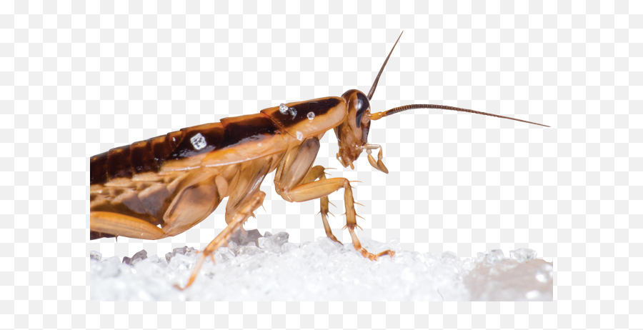 12 Expert Tips For Cockroach Hunting - Cricket Related To The Cockroach Emoji,Facebook Cockroach Emoticon