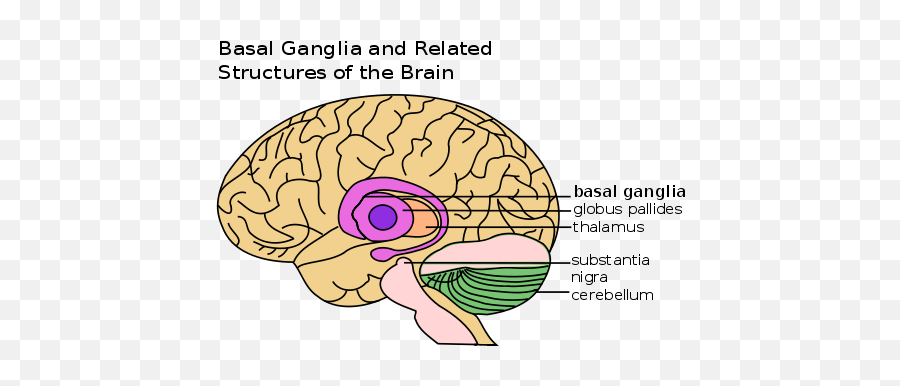 Mirror Neurons Emoji,Emotions Monkey Brain