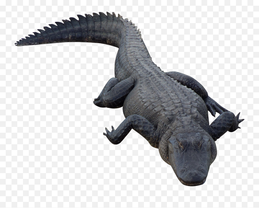 Gator - Alligator Png Emoji,Florida Gator Emoji