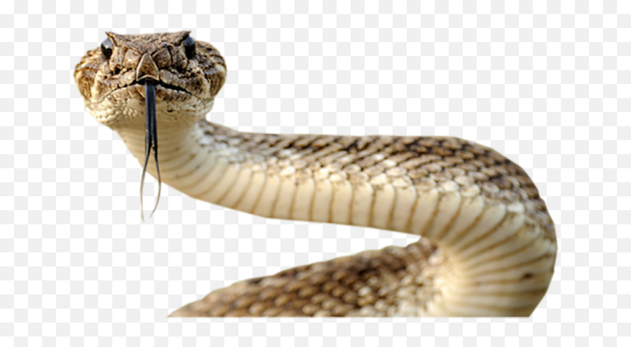 Snake Fangs Png U0026 Free Snake Fangspng Transparent Images - Snake Png Front Emoji,Rattlesnake Emoji