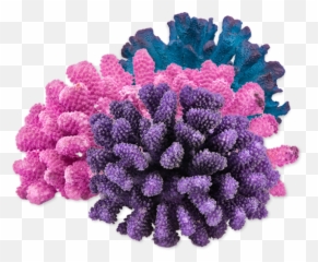 Stony Coral Png U0026 Free Stony Coralpng Transparent Images - Corals Png Emoji,Coral Reef Emoji