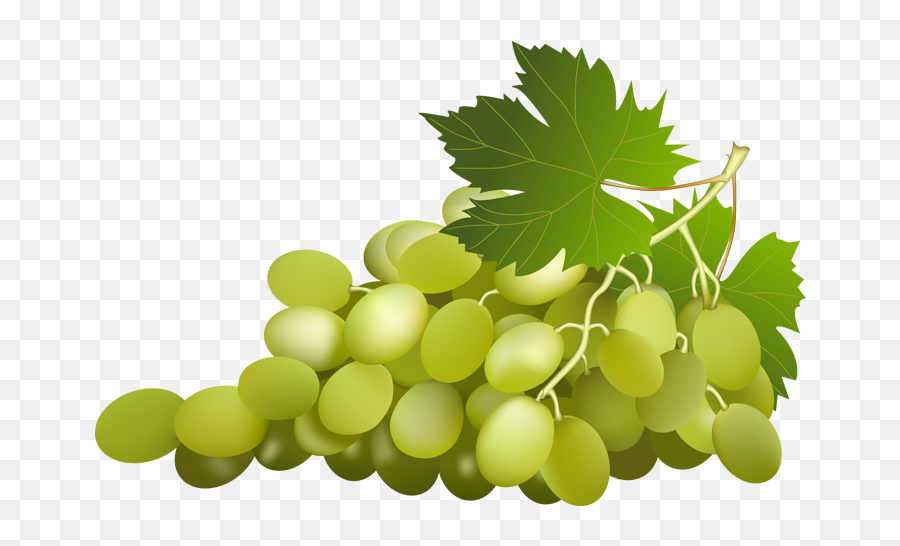 Grapes Vine Clipart Grape With Vine - Grapes Clipart Emoji,Green Grape Emoji
