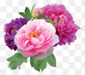 Comentarios De Matilde Maisonnave - Sociedad Venezolana De Sugarbomb Perfume Floral Flora Emoji,Emojis De Presentimiento