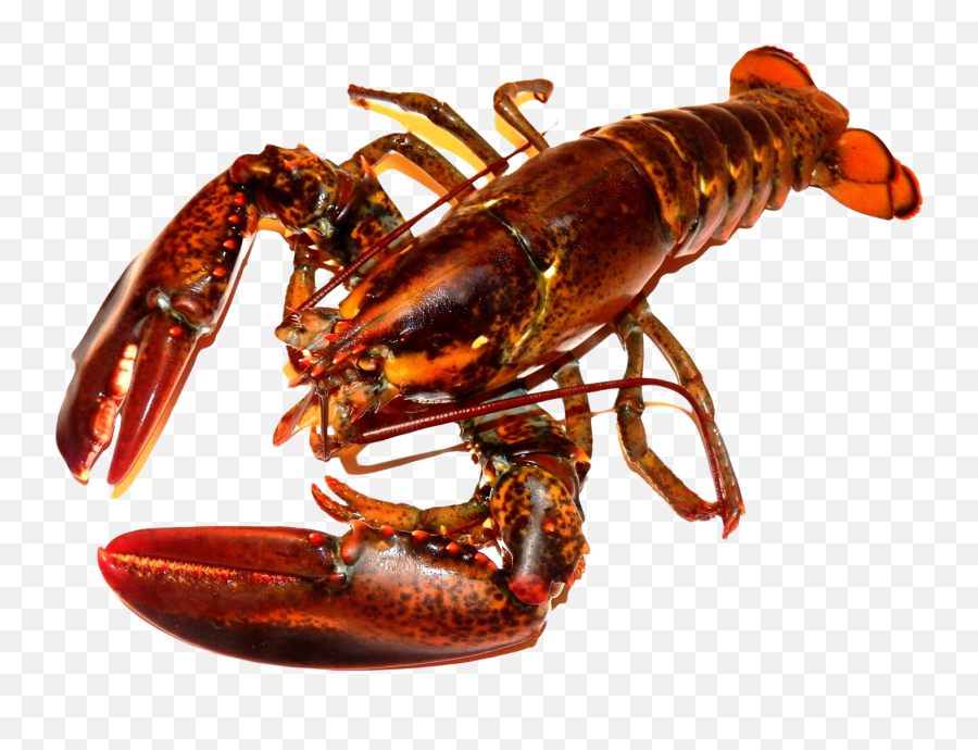 Lobster Hd Png Pluspng - Alive Lobster Png Emoji,Lobster Emoji
