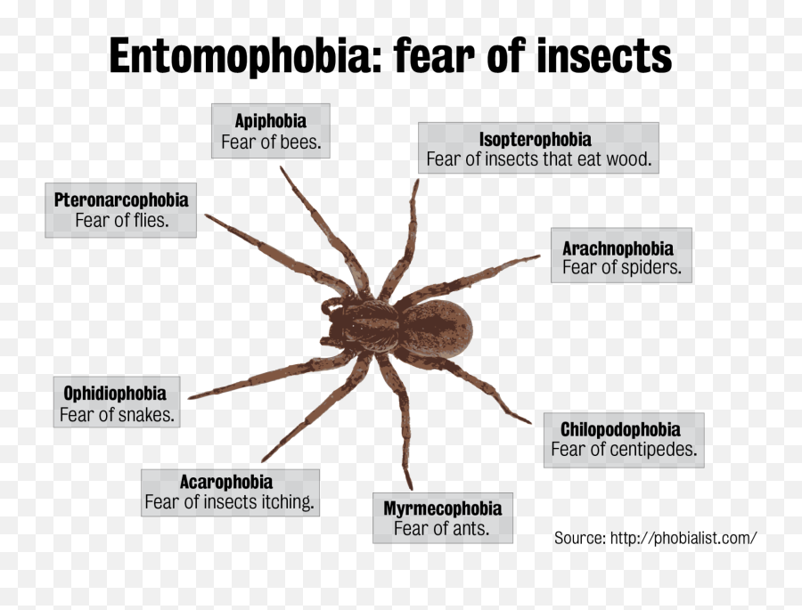 Forget Halloween Worry About Bugs Life Entertainment - Tell If You Have Entomophobia Emoji,Club Caveman Emoticon